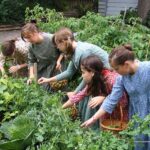 Junior volunteers in the Hutchison House herb garden