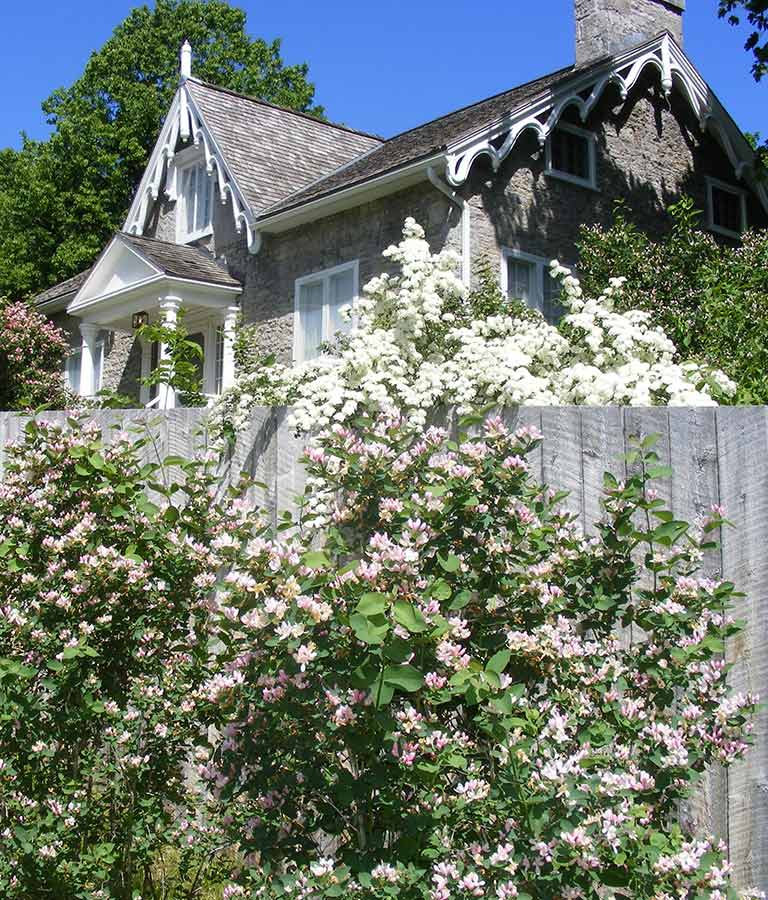 A short gray house with a wooden fence. There are lilacs and other flowers growing up the fence. 